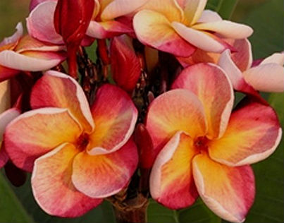 (image for) Texas Aggie Plumeria (6 Seeds) - Click Image to Close